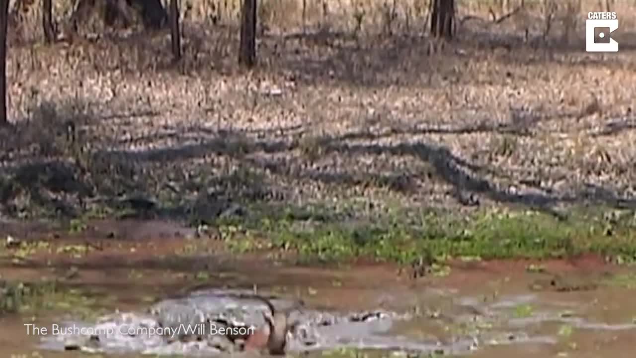 Clip: Cuộc vật lộn của linh dương với hai con cá sấu dưới đầm lầy và cái kết bất ngờ