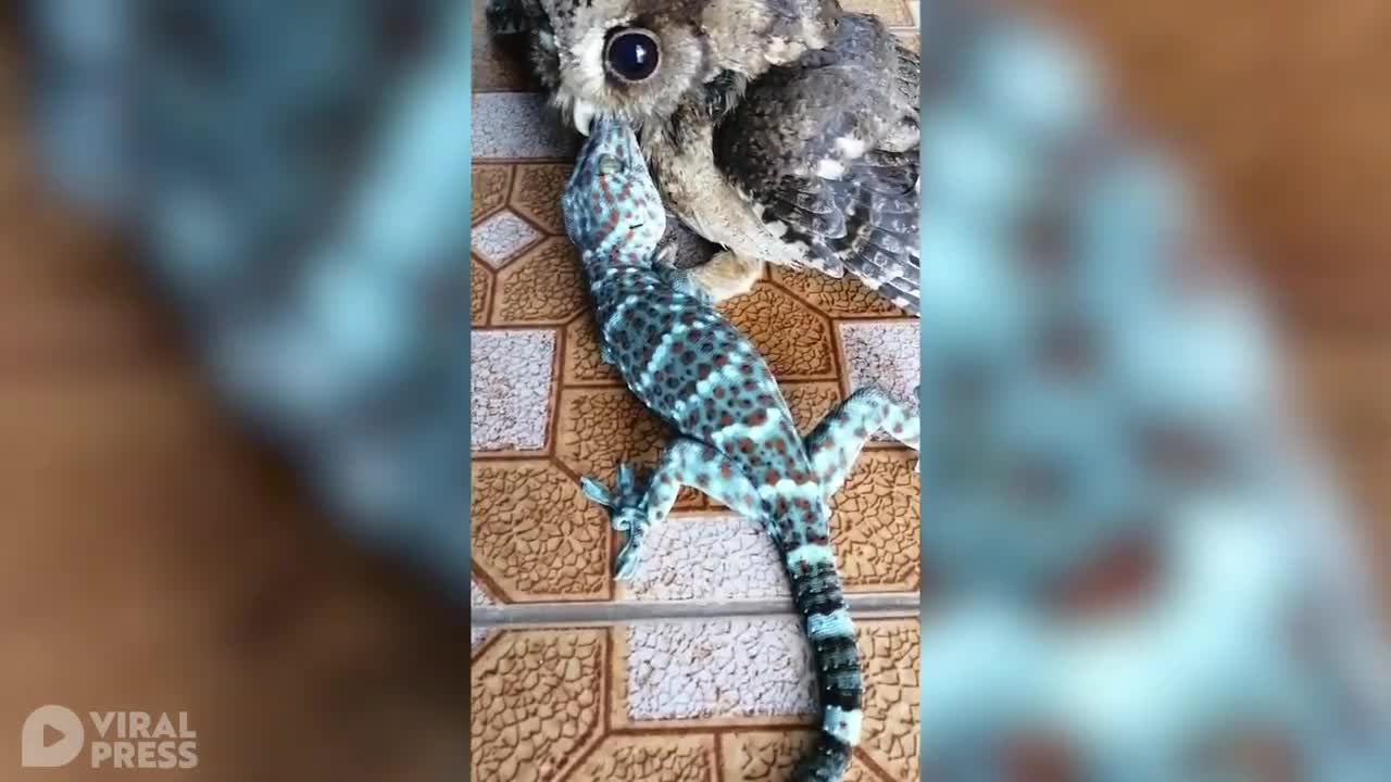 Baby Owl Eats Live Tokay Gecko