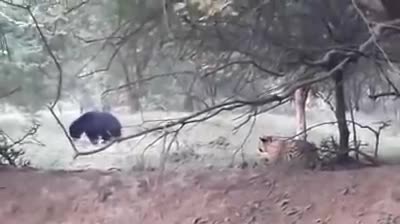 Hổ dữ quyết chơi lớn săn gấu đen và màn phản đòn ghê rợn