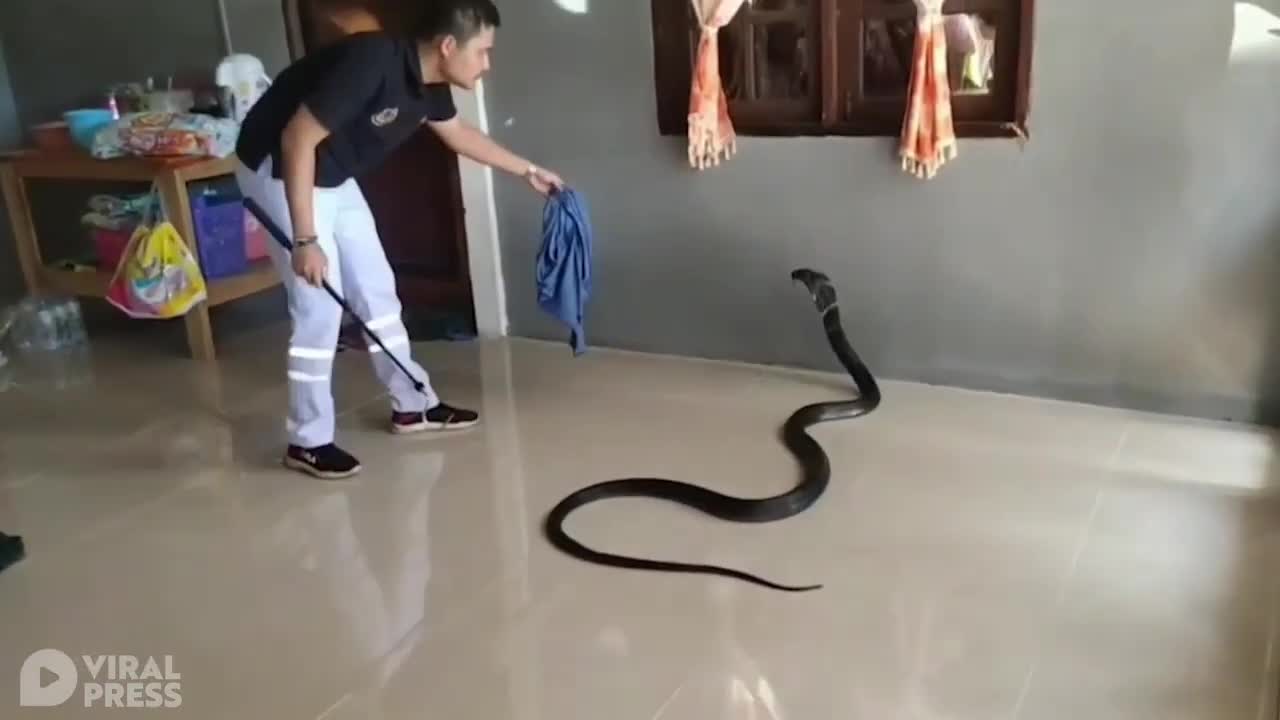 Huge Cobra Caught On Living Room Floor