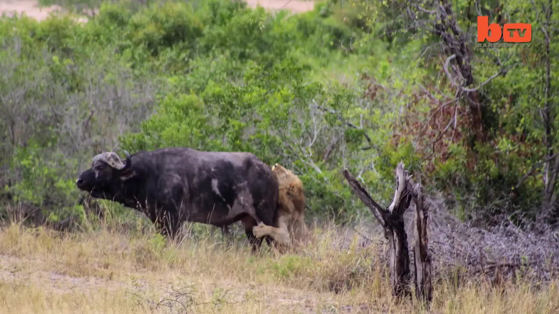 [ĐÃ CẮT] Scaredy Cat- Buffalo Foils Lion Attack By Puncturing Tyre