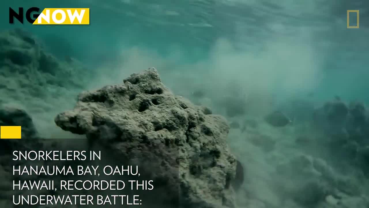 Eel vs. Octopus, Then Eel vs. Cameraman - National Geographic