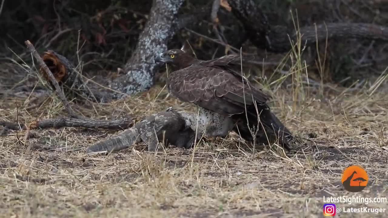 Eagle Rips Lizard's Eyes Apart As it Tries to Escape