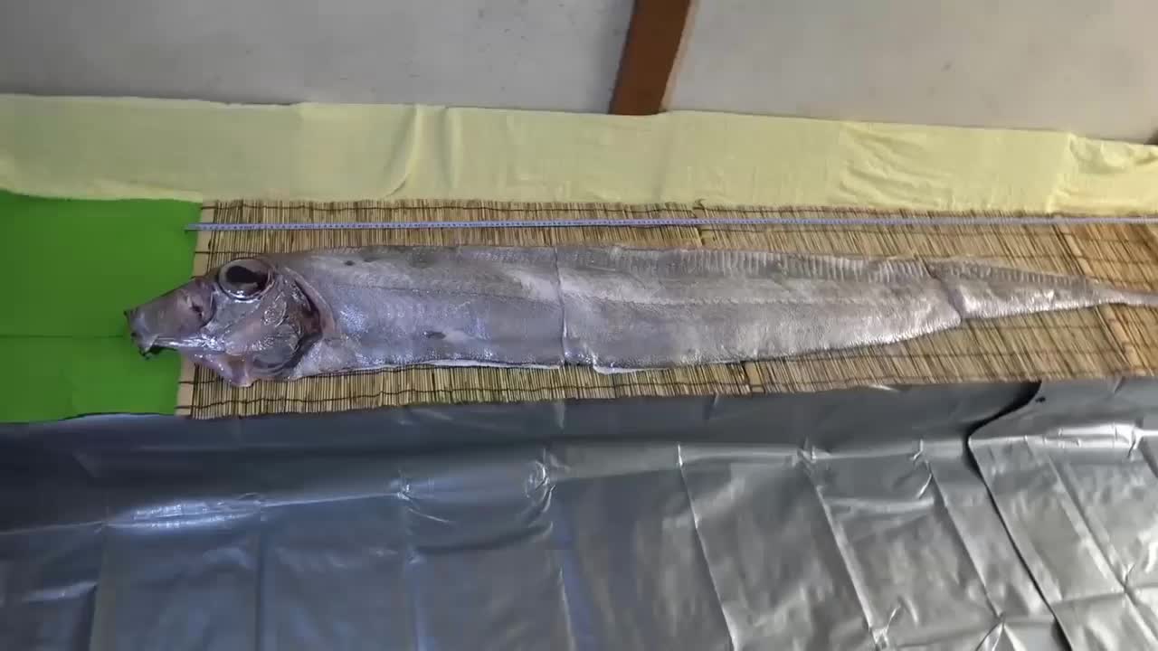 Xem người Nhật chế biến cá biển bí ẩn mỏng như manh chiếu