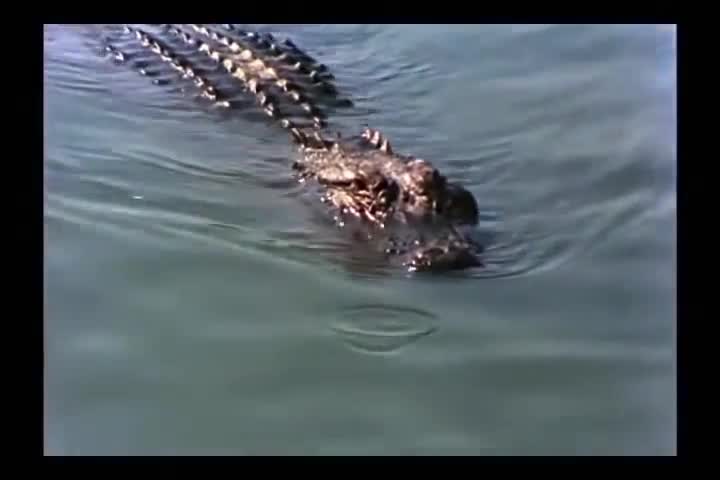 Báo đốm một mình tử chiến 4 cá sấu và cái kết cay đắng
