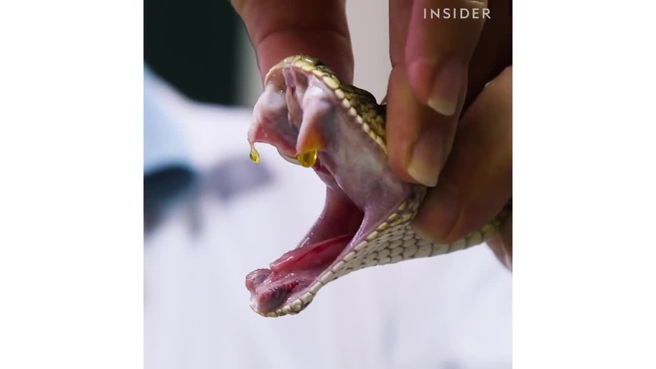Clip:  Con người lấy nọc rắn độc để điều chế huyết thanh như thế nào?