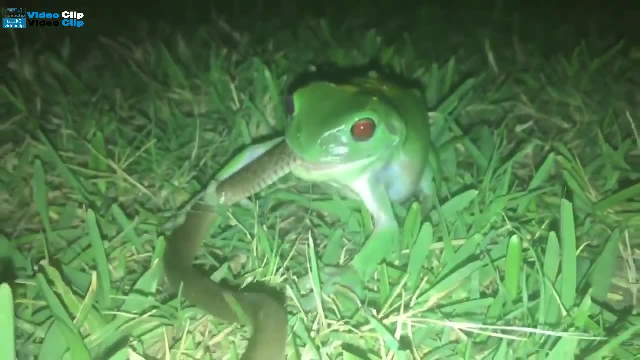 Green frog eats snake