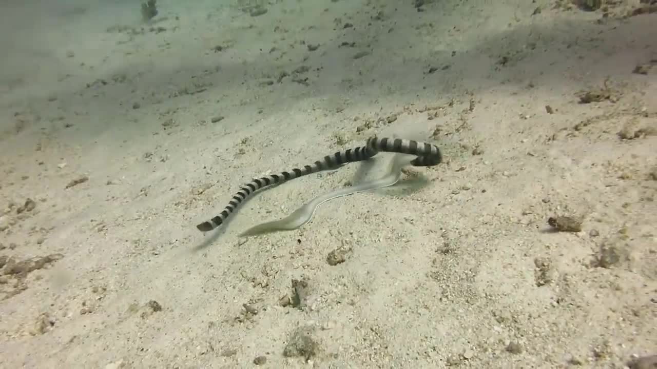 Rắn biển đại chiến lươn bạch tạng