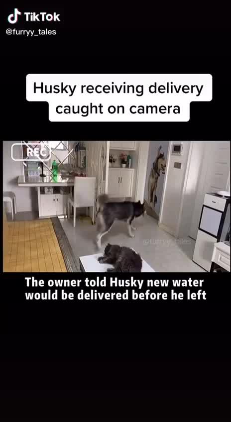 Clip Chú chó Husky biết biết tự nhận hàng và thanh toán tiền cho shiper