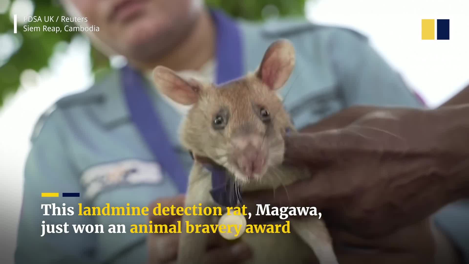Clip: Chú chuột được trao huy chương vàng do mìn ở Campuchia