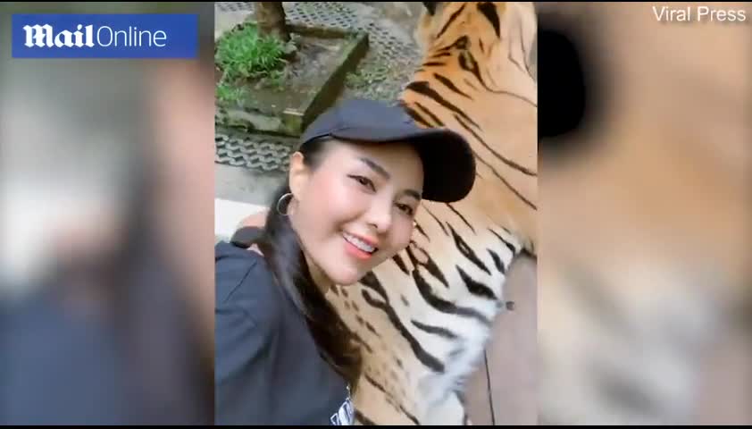 Nữ du khách táo tợn nắm bộ phận nhạy cảm- của hổ để chụp ảnh