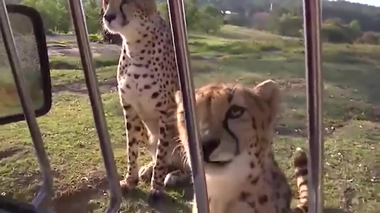 Meowing cheetahs