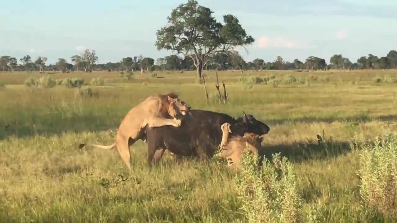 Sư tử nhận kết cục thảm vì rủ nhau đánh hội đồng con mồi bất thành