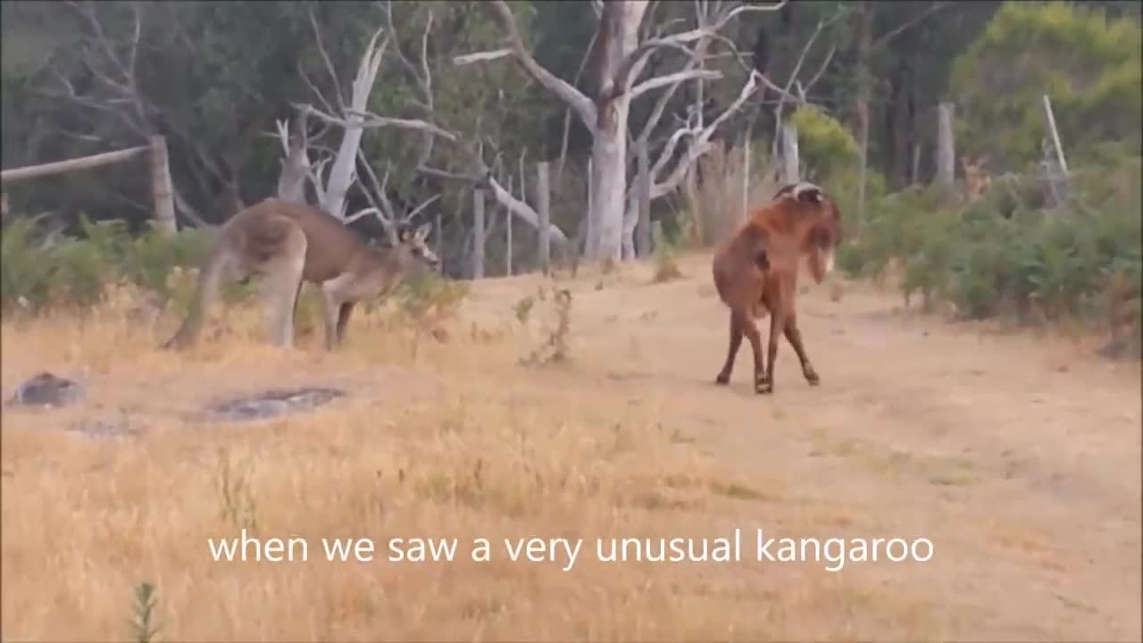 Bị dê núi chọc tức, kangaroo nổi điên lao vào đấm liên tiếp