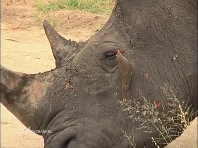 Birds Helping Rhino