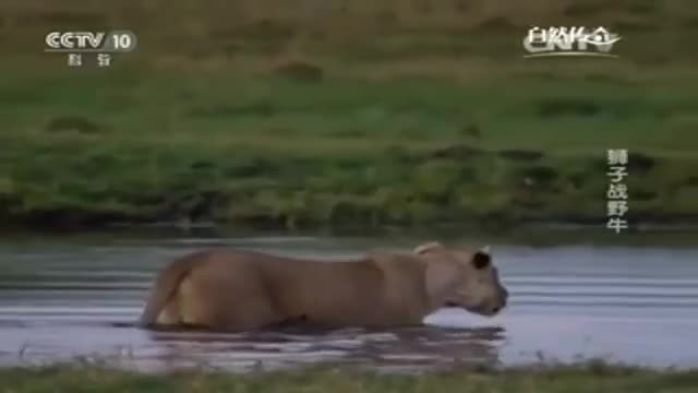 Đơn thương độc mã đi săn, sư tử bị trâu rừng vùi dập dưới đầm nước