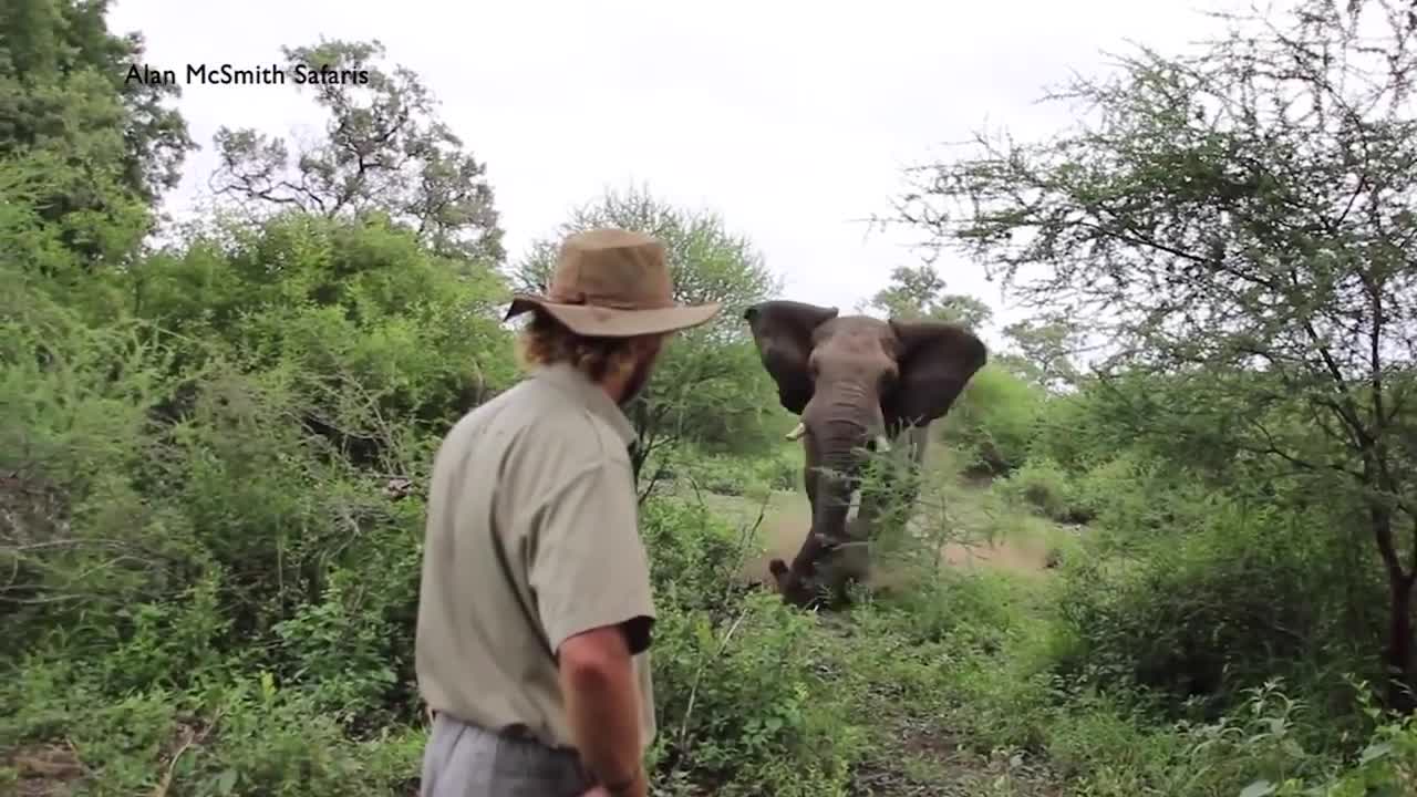 MAN HALTS CHARGING ELEPHANT