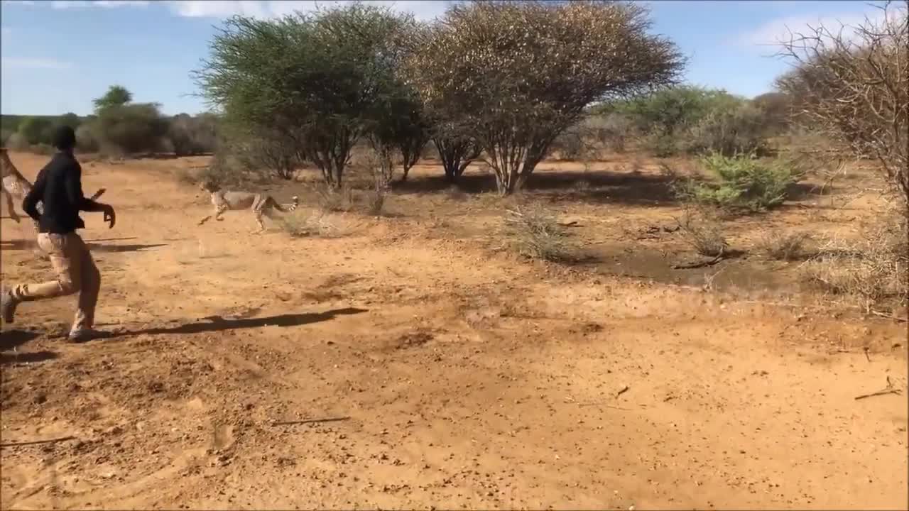 Báo săn ngang nhiên hạ gục linh dương trước mặt người quay phim