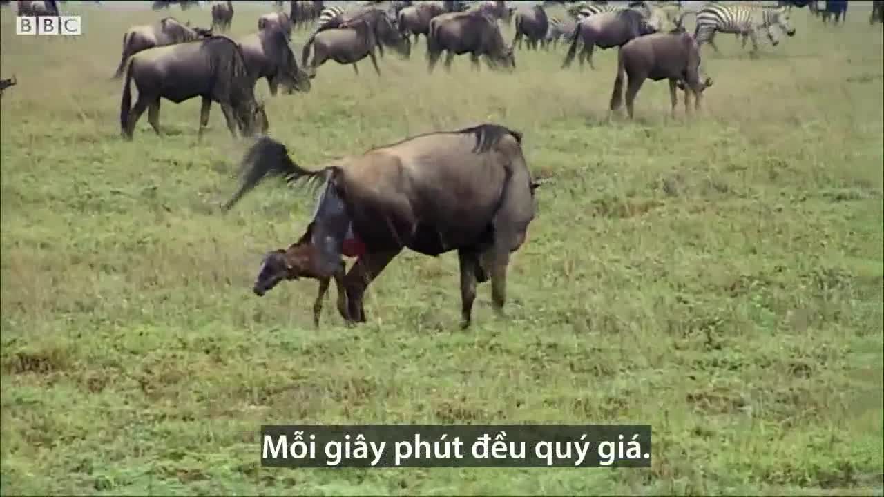 Vừa chào đời linh dương đầu bò đã cho đàn linh cẩu hít khói