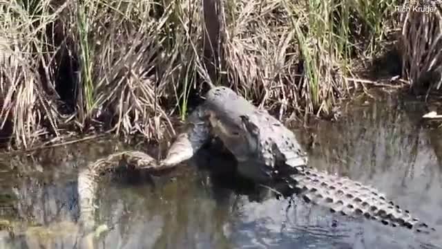 Cá sấu lạnh lùng xé xác trăn khủng