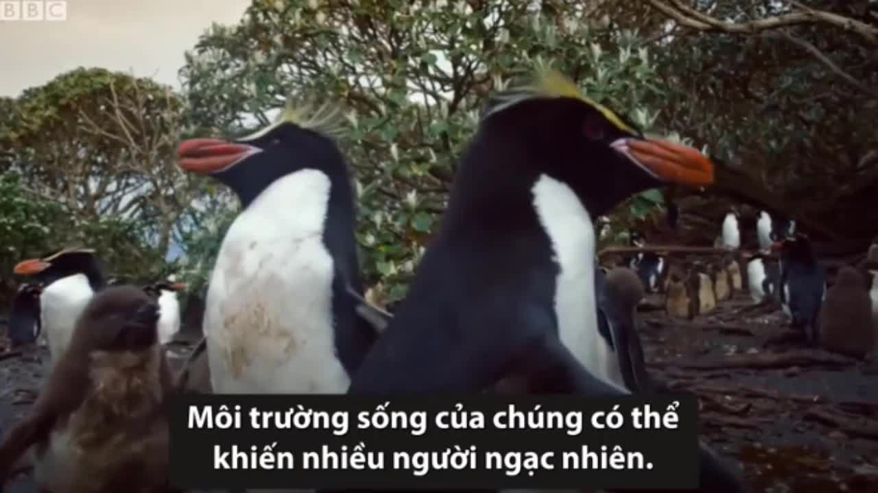 Lạ lùng loài chim cánh cụt sống trong rừng