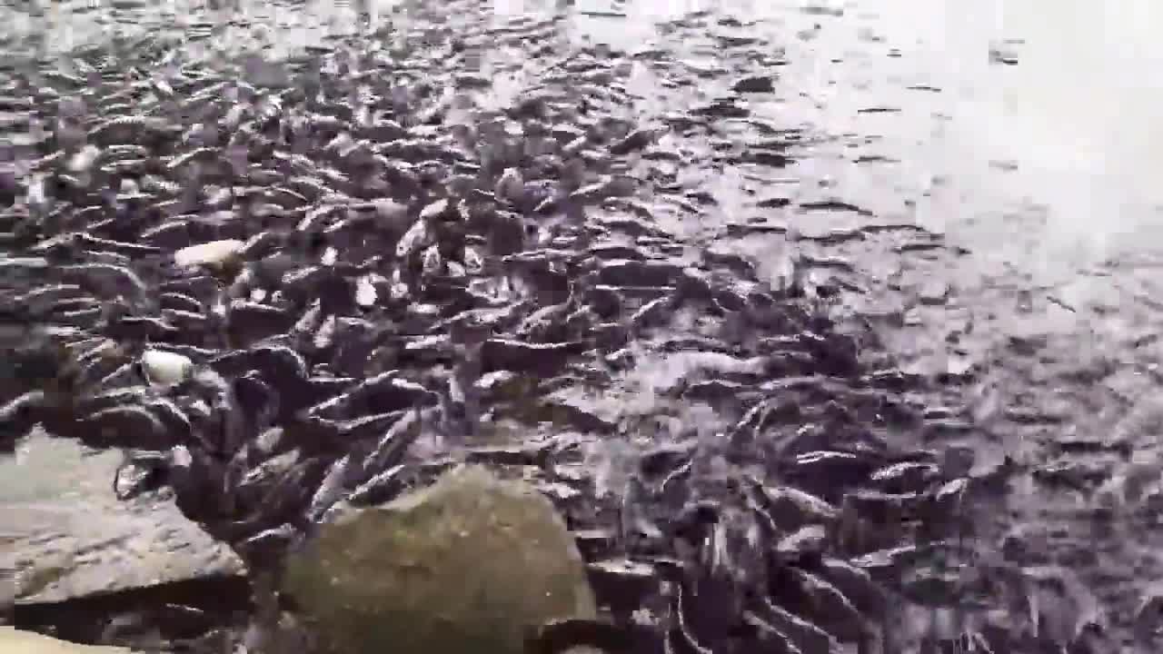 Newsflare - Thousands of fish pile onto rocks during feeding frenzy in Vietnam 