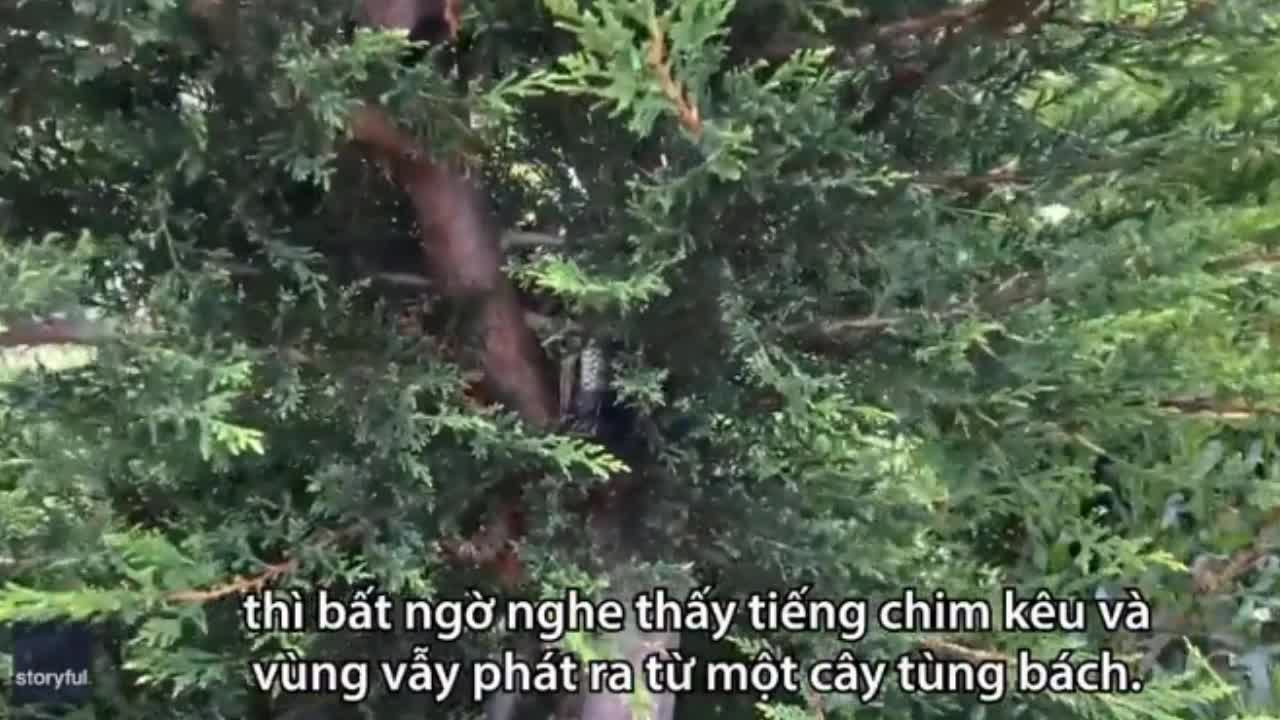 Bất ngờ bắt gặp rắn hổ treo mình lên cây bắt chim