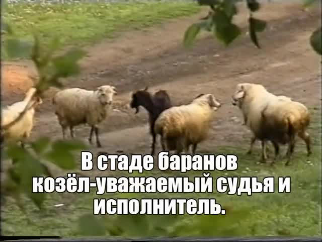 Dê đực nổi hứng giữ trật tự cho đàn cừu