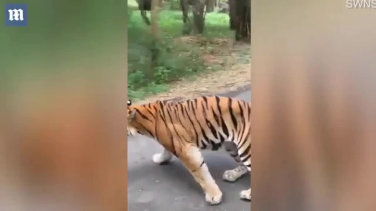 Hổ rừng bực bội kéo lùi ô tô chở 4 người