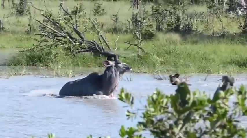 Nhảy sông săn linh dương, chó hoang bị sút tung mõm