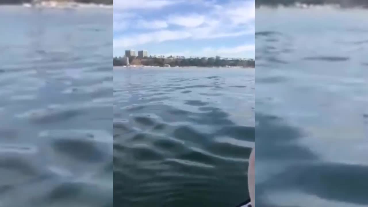 Chú hải cẩu tò mò, nhảy lên thuyền làm quen với con người