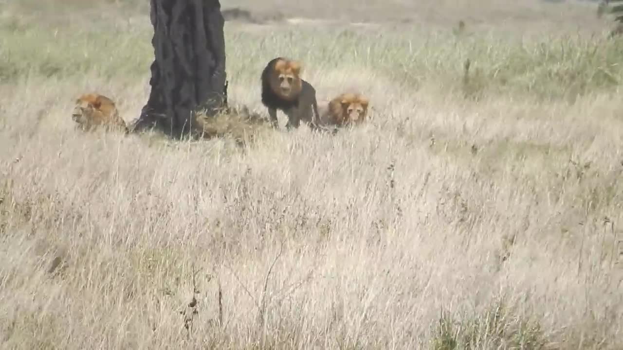 Đang nghỉ ngơi cùng đàn, sư tử đực bất ngờ bị đánh hội đồng