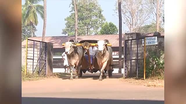 Ấn Độ phát triển xe bò lên một tầm cao mới