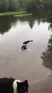 Chú chó tưởng mình là cá sấu