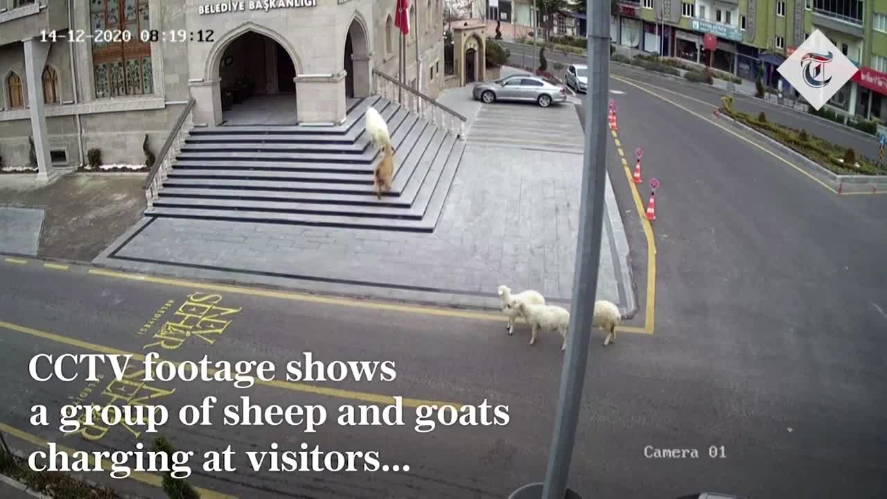Dê và cừu xâm lược tòa thị chính ở Thổ Nhĩ Kỳ
