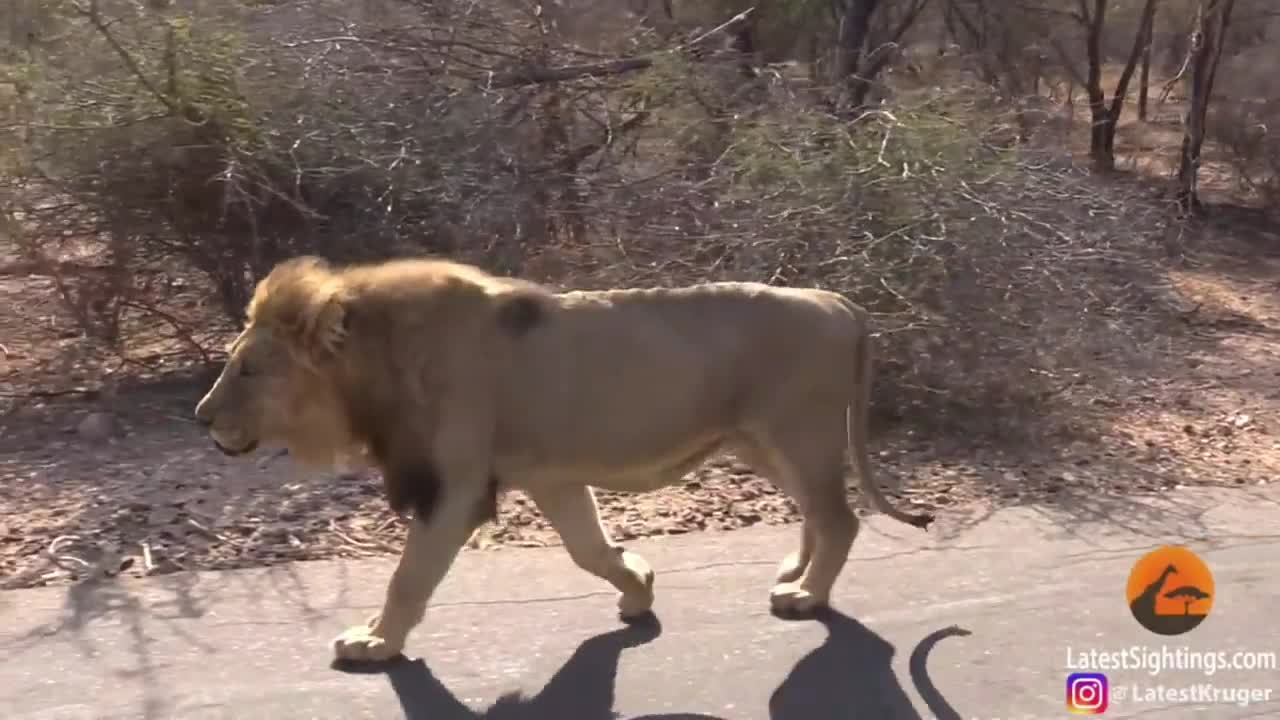 Đoàn xe dừng bánh chờ sư tử đoạt mạng linh dương kudu