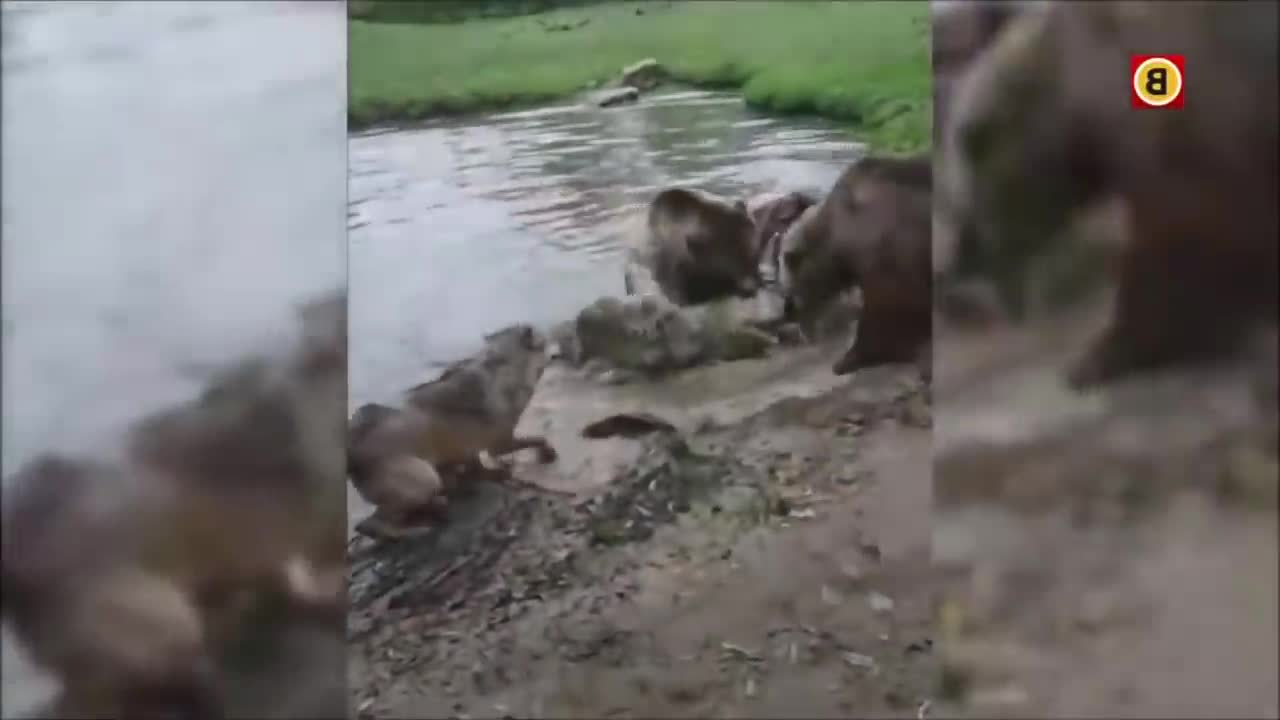 4 con gấu đánh hội đồng sói ở Hà Lan