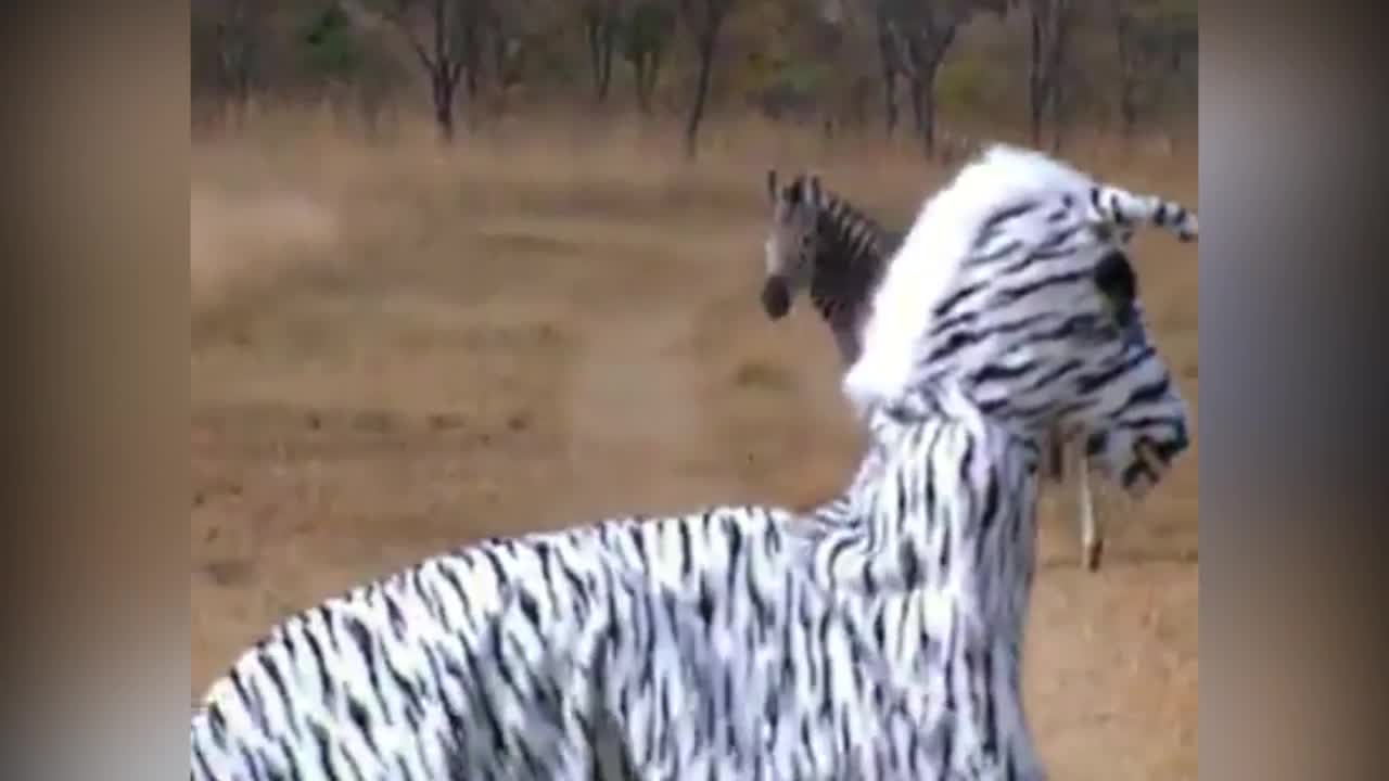 Hai thanh niên bị sư tử vồ khi đóng giả ngựa vằn 