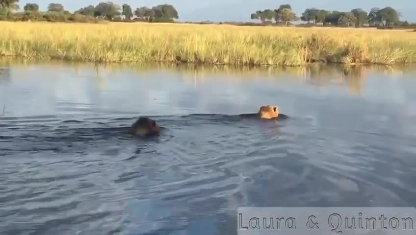 Nổi hứng tập bơi, sư tử suýt mất mạng trước hàm cá sấu