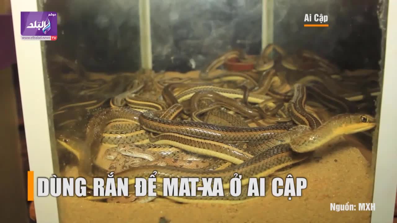 Massage bằng 29 loại rắn kinh hoàng ở Ai Cập