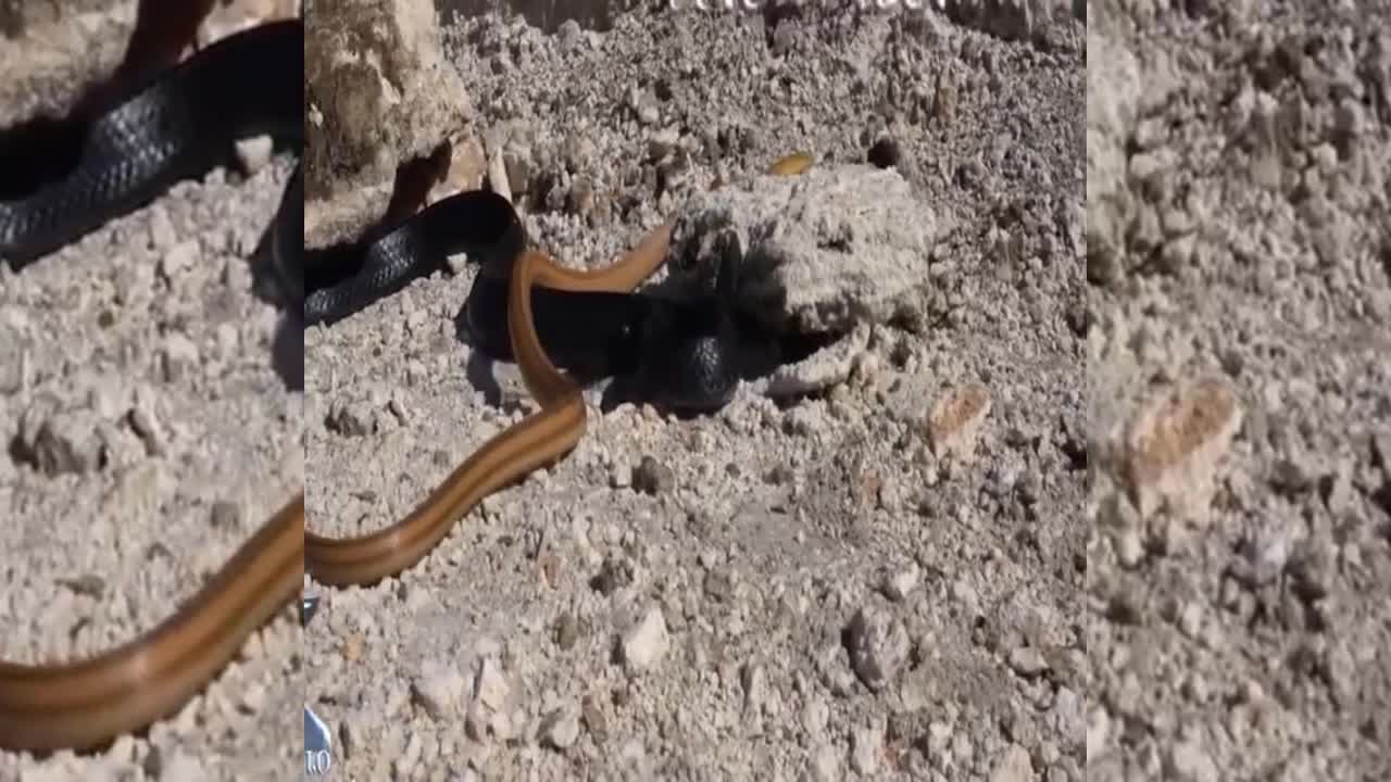 Rắn mamba đen nuốt sống rắn nâu mà không giết