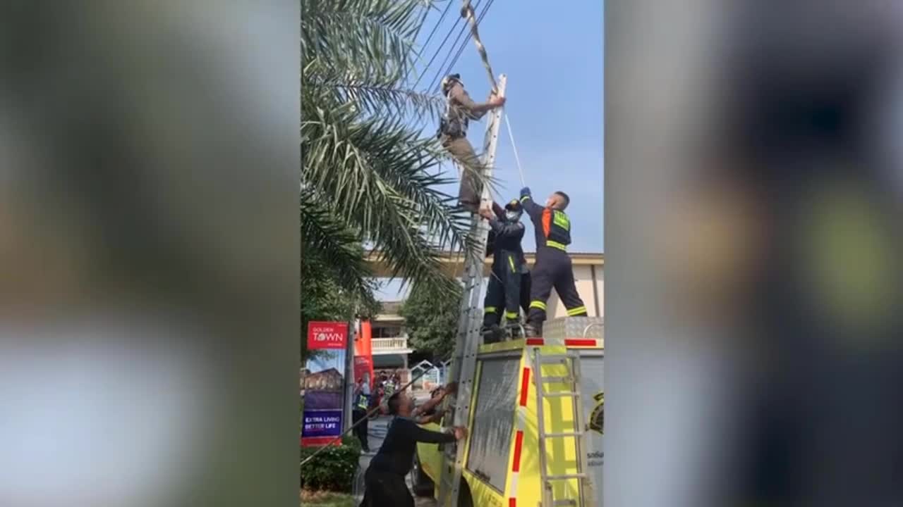 Cảnh sát giải cứu trăn khủng mắc kẹt trên đường dây điện