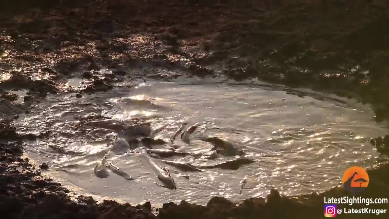 Báo đốm khổ sở lao xuống vũng bùn bắt cá trê và cái kết không tưởng