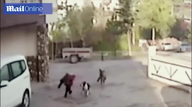 Chó pit bull lao vào bé gái Thổ Nhĩ Kỳ và diễn biến kinh hoàng