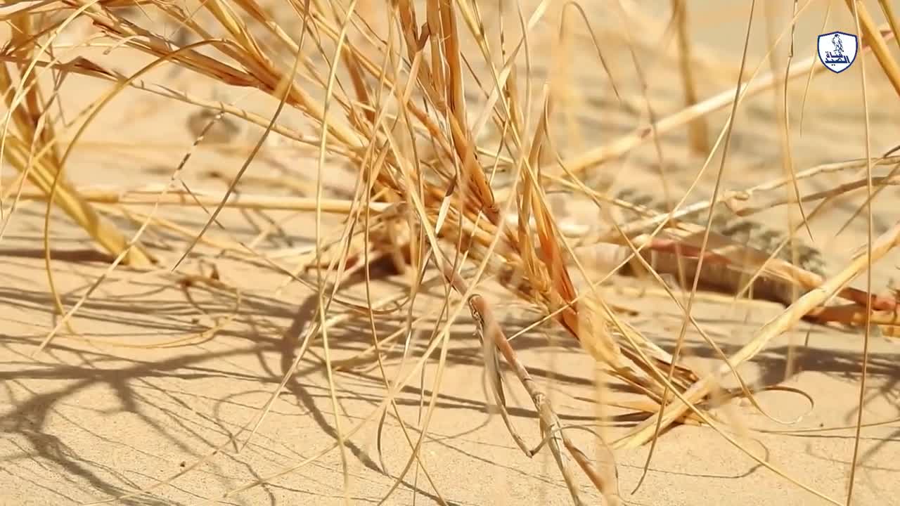 Chú cáo đáng yêu săn rắn sừng độc chết người trên sa mạc