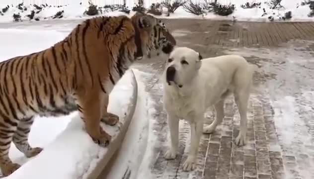 Hổ và chó nhà thân thiết 1 cách kỳ lạ