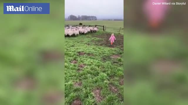 Em bé mới biết đi thích thú lùa cả bầy cừu