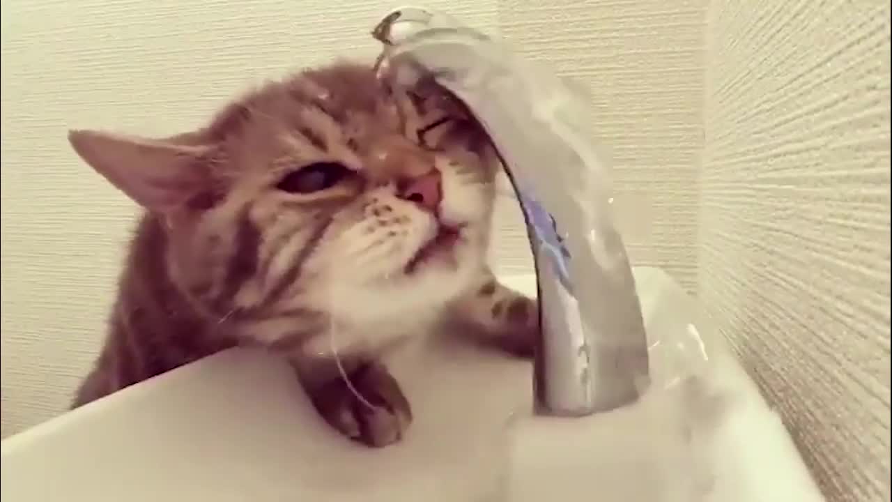 Chú mèo ngu ngốc uống nước ngượng ngùng
