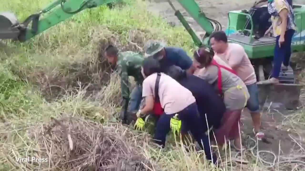 Clip: 8 người đánh vật bắt trăn khổng lồ nặng 1 tạ ở Thái Lan
