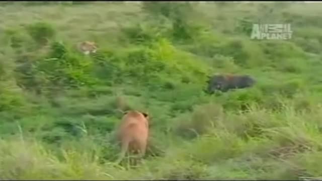 Xem lợn rừng dũng mãnh đấu 2 sư tử